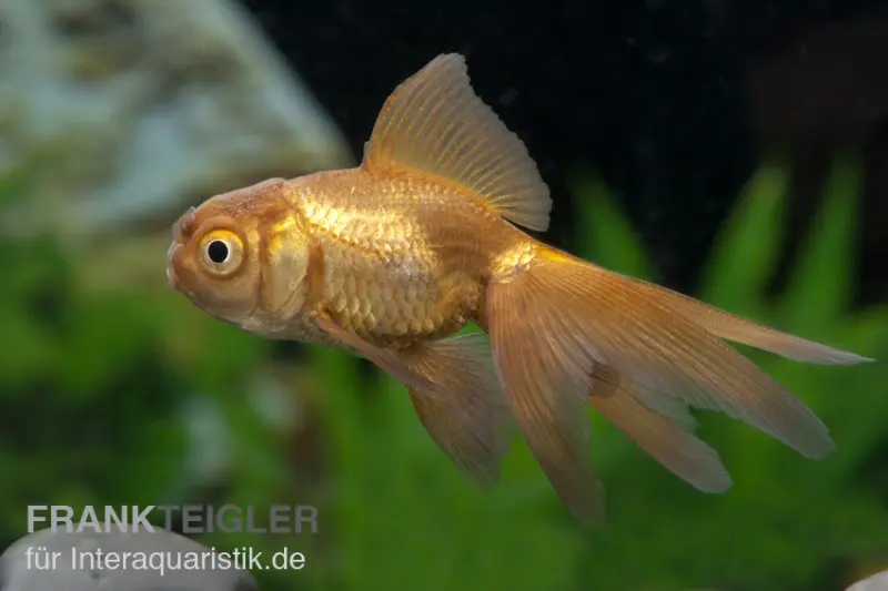 Oranda Cuivré, Carassius auratus (eau froide)