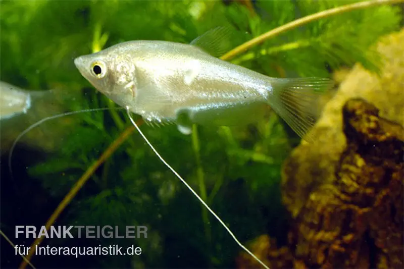 Gourami clair de lune, Trichogaster microlepis