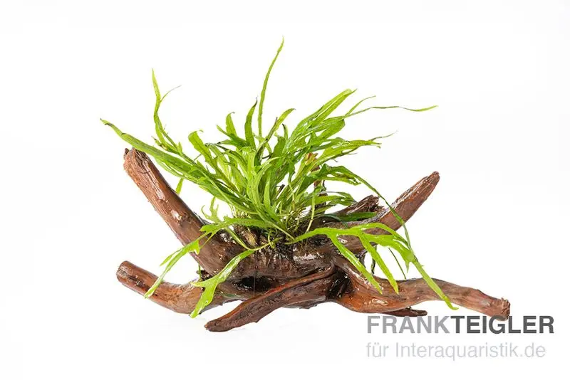 Fougère trident, Microsorum pteropus « Trident » sur Spiderwood