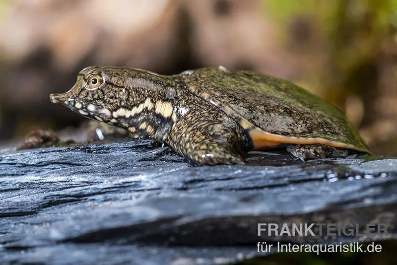 Tortue à carapace molle de Chine, Pelodiscus sinensis