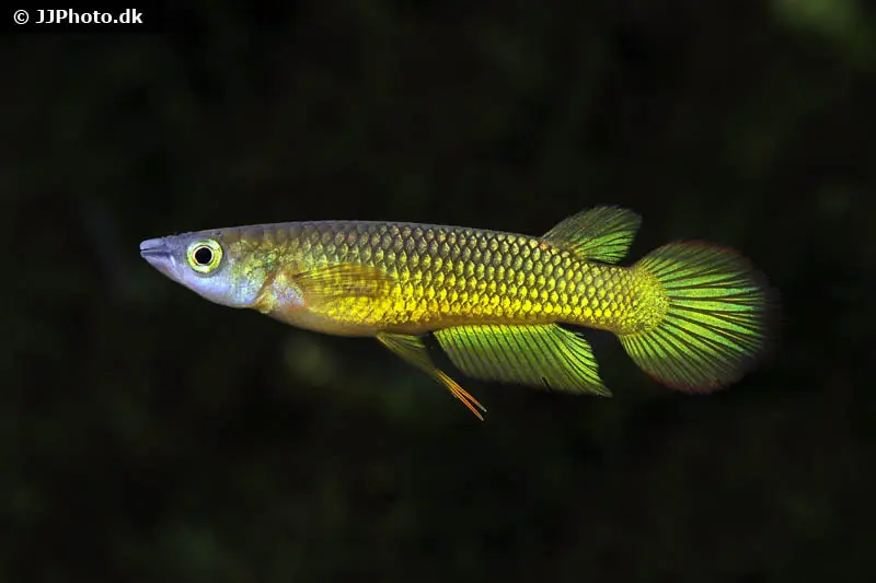 Killie rayé doré, Aplocheilus lineatus gold