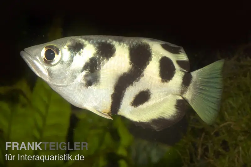 Poisson-archer tacheté, Toxotes chatareus, 6-8 cm