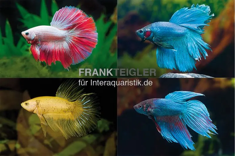 Combattant mâle, Fancy Mix, formes diverses, Betta splendens