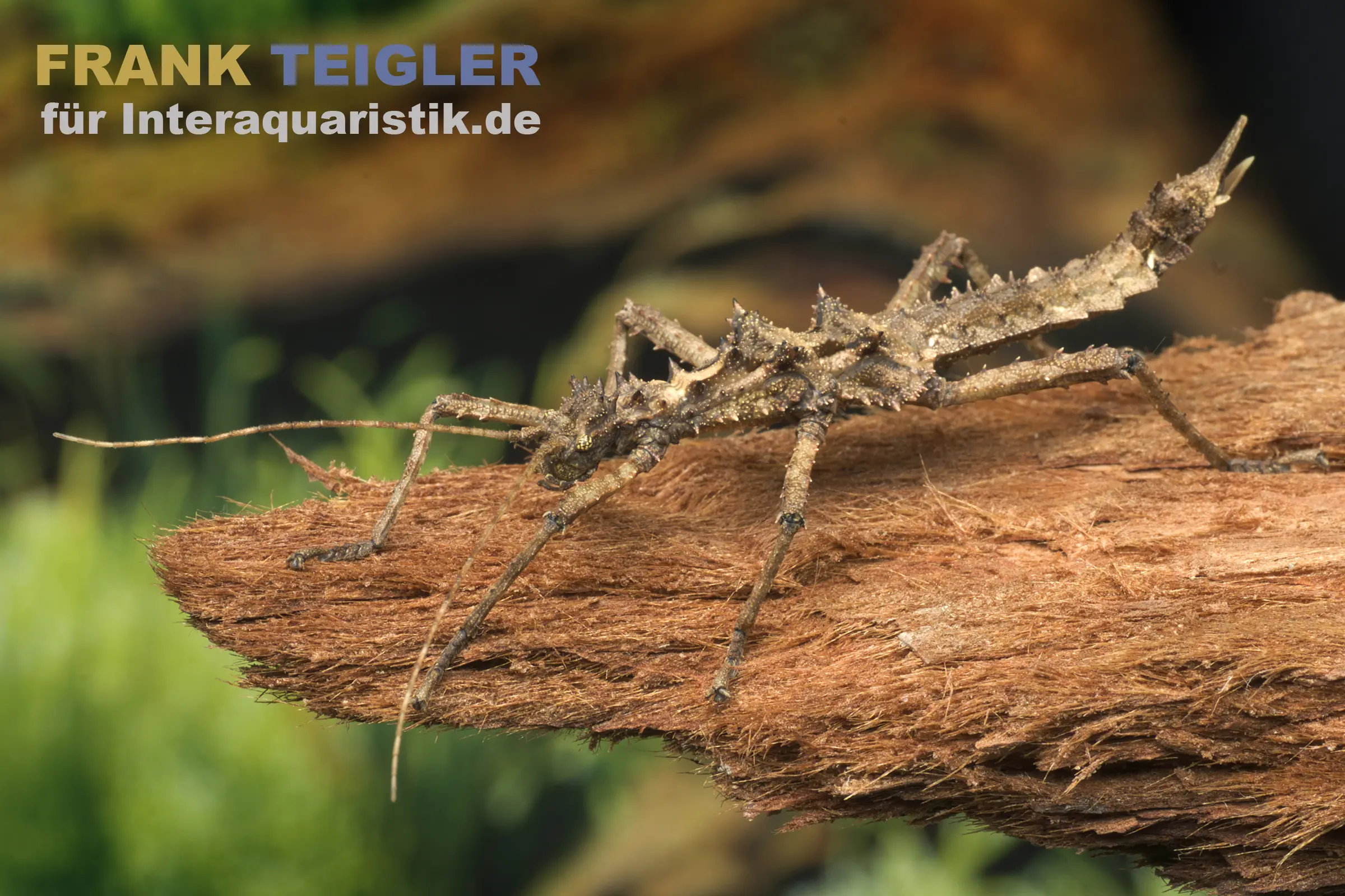 Phasme épineux du diable, Aretaon asperrimus