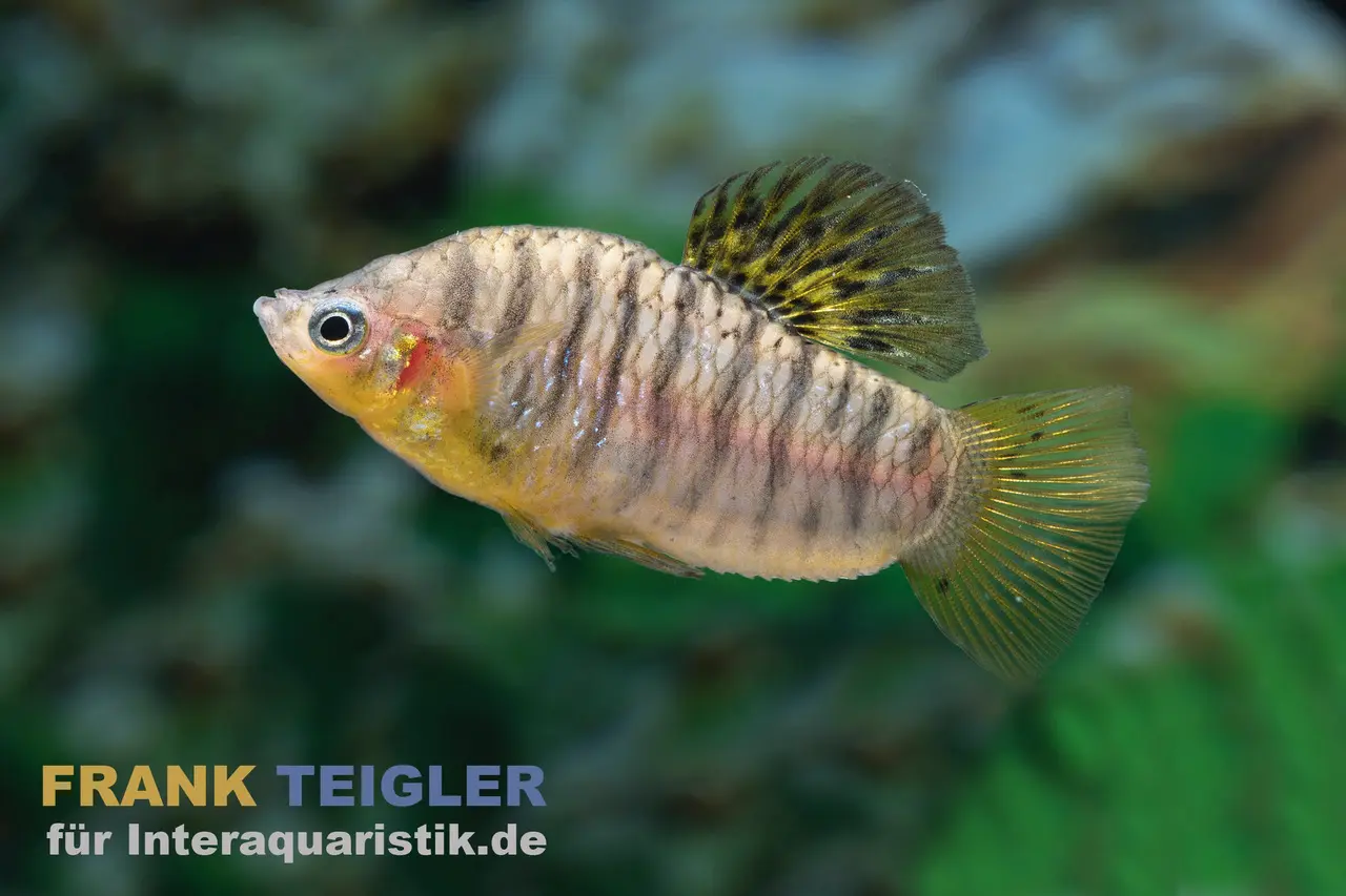 Killi à bandes noires, Limia nigrofasciata