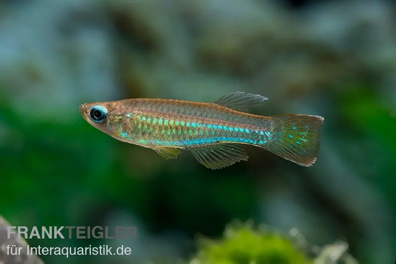 Poisson-aux-yeux-lumineux rouge, Aplocheilichthys luxophtalmus (mini-poisson)