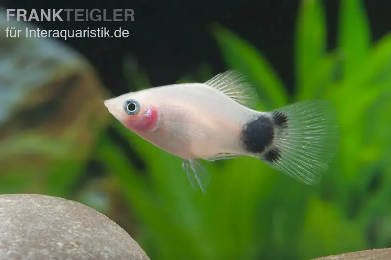 Platy Mickey Mouse blanc, Xiphophorus maculatus