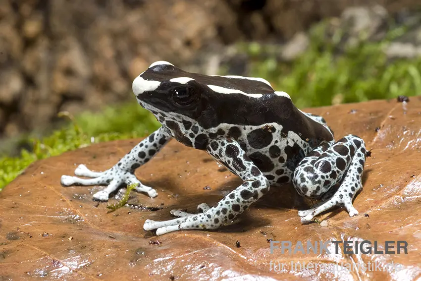 Grenouille colorante, Dendrobates tinctorius « Graubeiner »