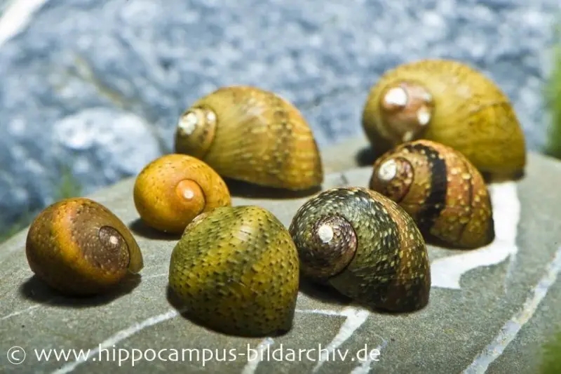 Mix de mini escargots neritina, Neritina sp.