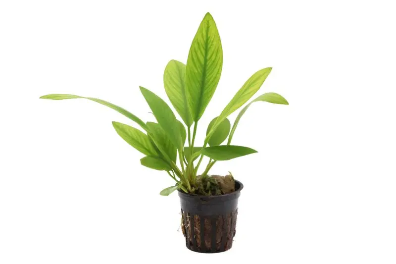 Lance du Congo, Anubias congensis, en pot