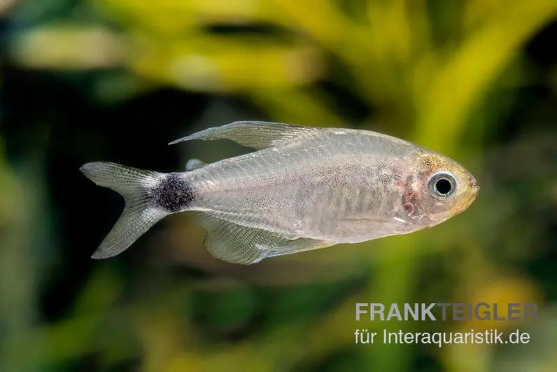Tétra des roseaux, Hyphessobrycon elachys, 1,5-2 cm