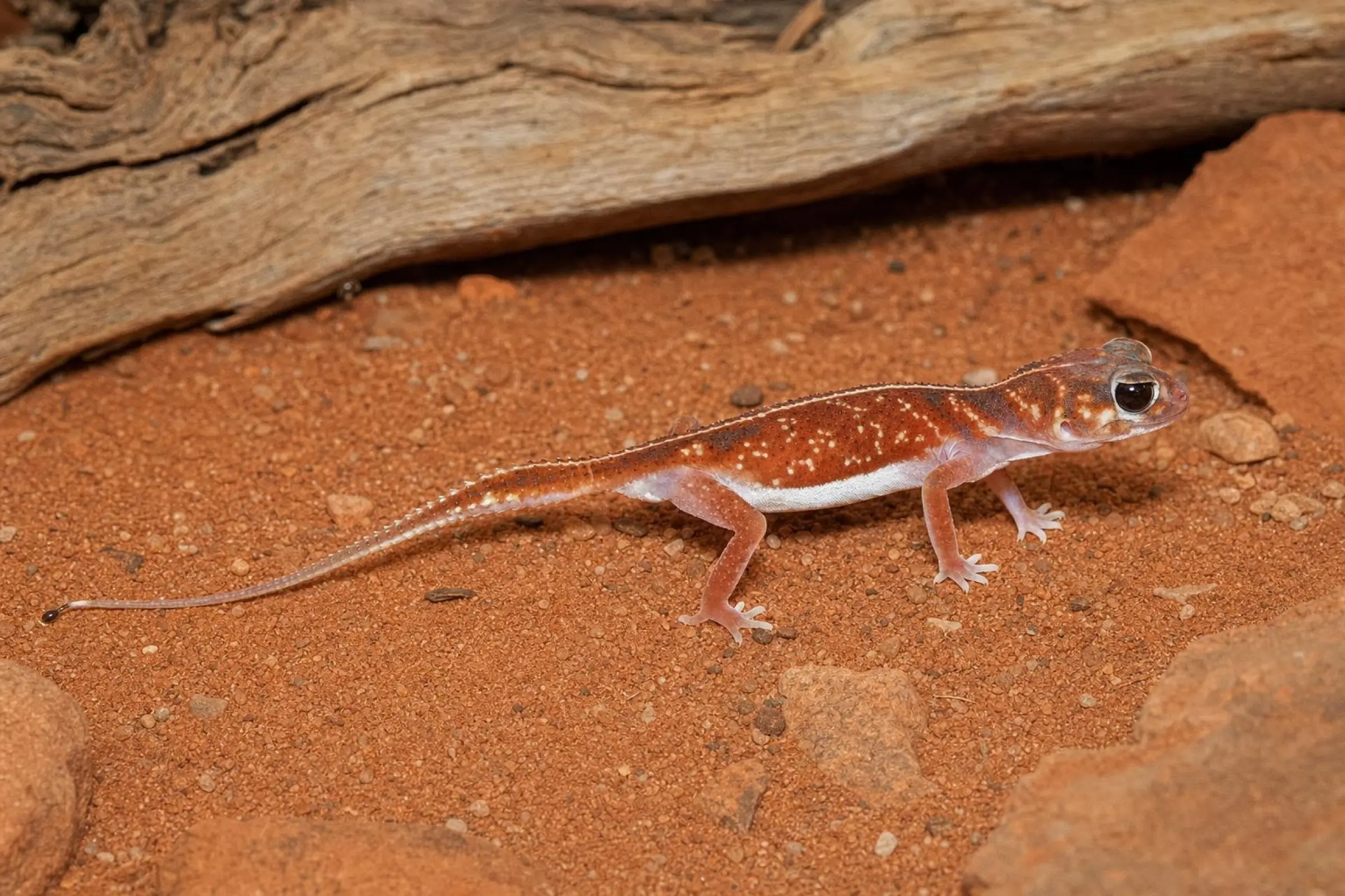 Gecko à queue en massue à bande médiane, Nephrurus vertebralis