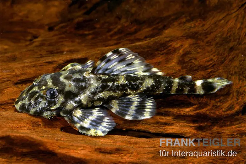 Pléco papillon de l’Atabapo, L52, Zonancistrus sp., 4-7 cm