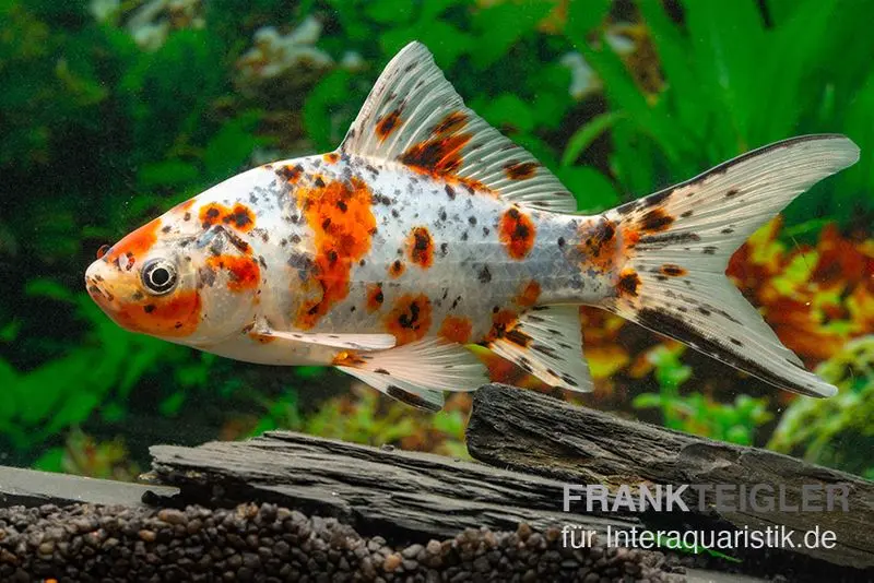 Shubunkin blue, Carassius auratus (eau froide), différentes tailles