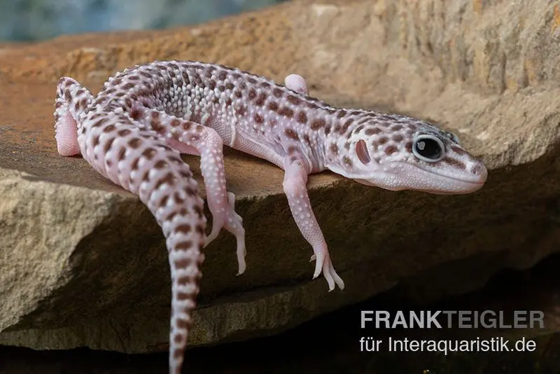 Gecko léopard, Eublepharis macularius, SUPER MACK SNOW