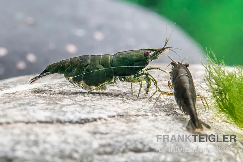 Crevette Green Jade, Neocaridina davidi