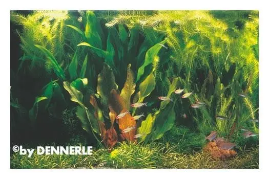 Rio Xingu, 100 x 40 x 50 cm, set de plantes d’aquarium, assortiment de plantes