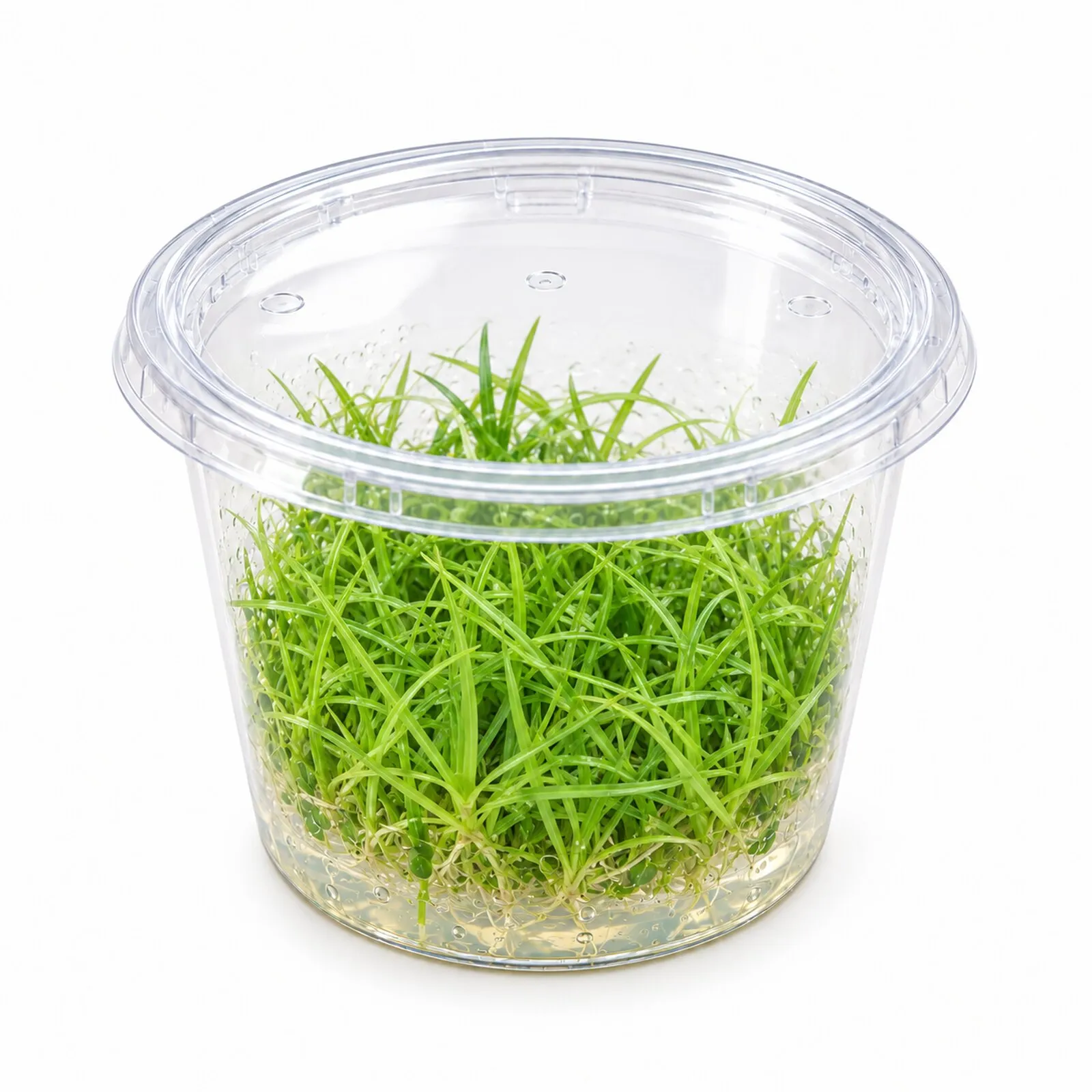 Jonc rampant, Juncus repens, In Vitro