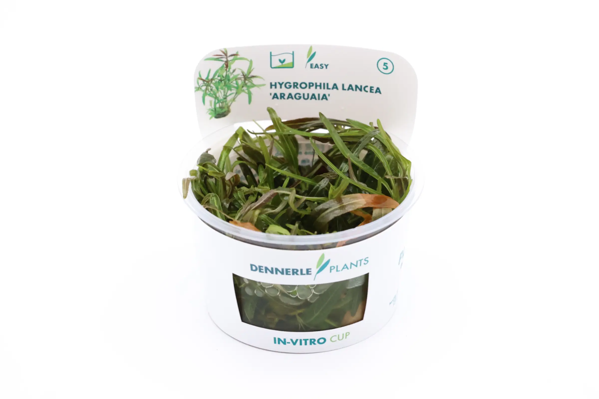 Hygrophile Araguaia, Hygrophila lancea "Araguaia", in vitro