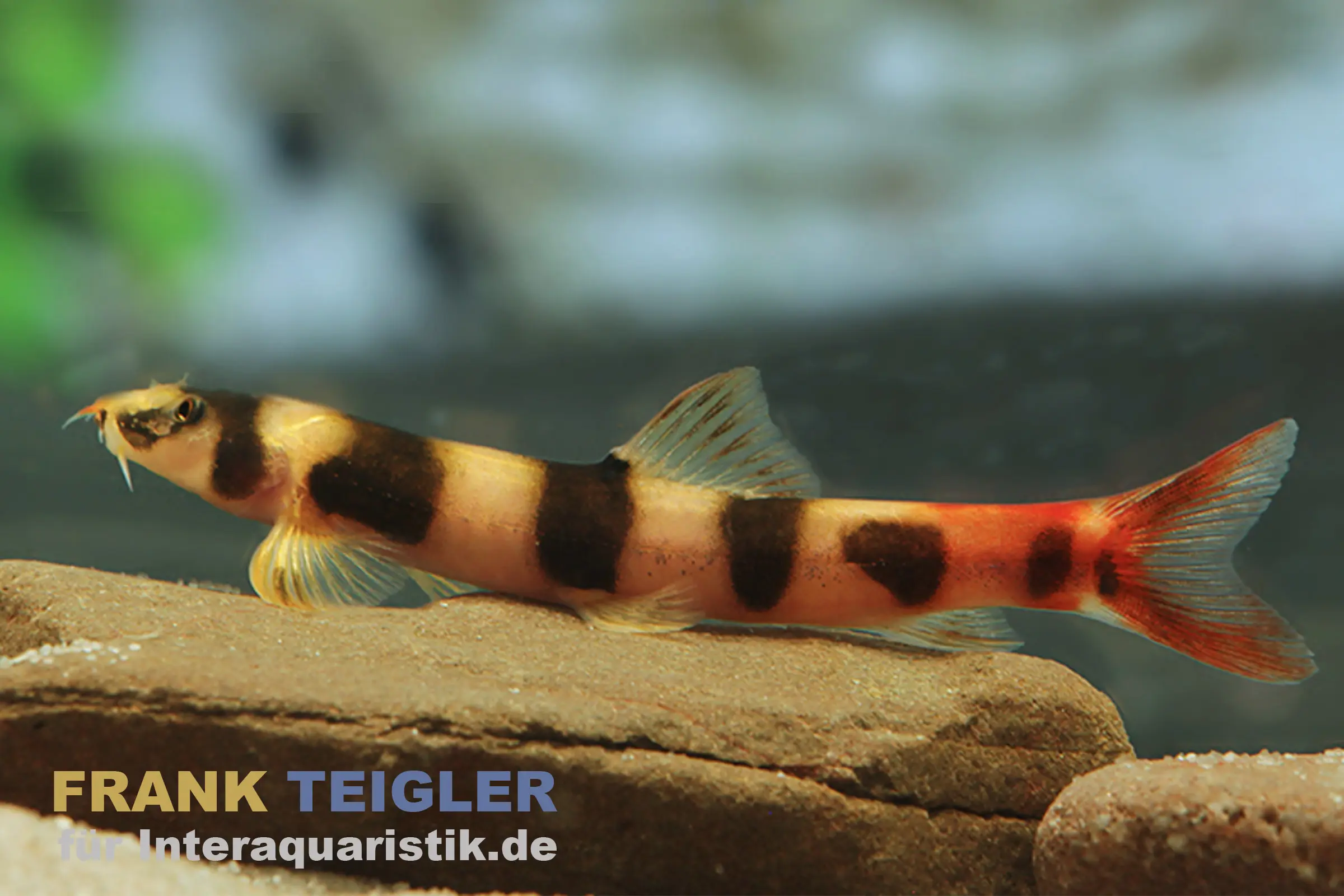 Loche de Kapuas, Kapuasia falaris (loche annelée)