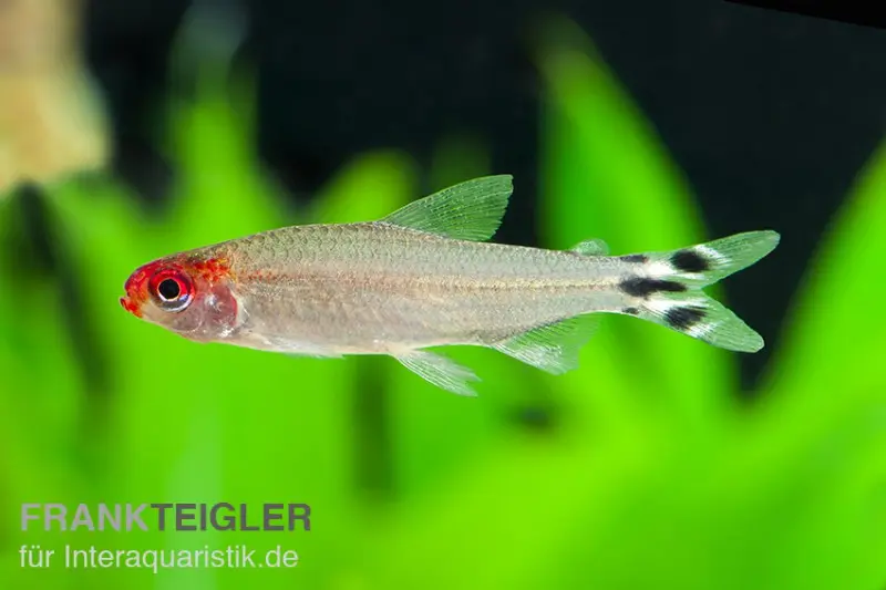 Tétra nez-rouge de Bleher, Hemigrammus bleheri (Petitella bleheri)