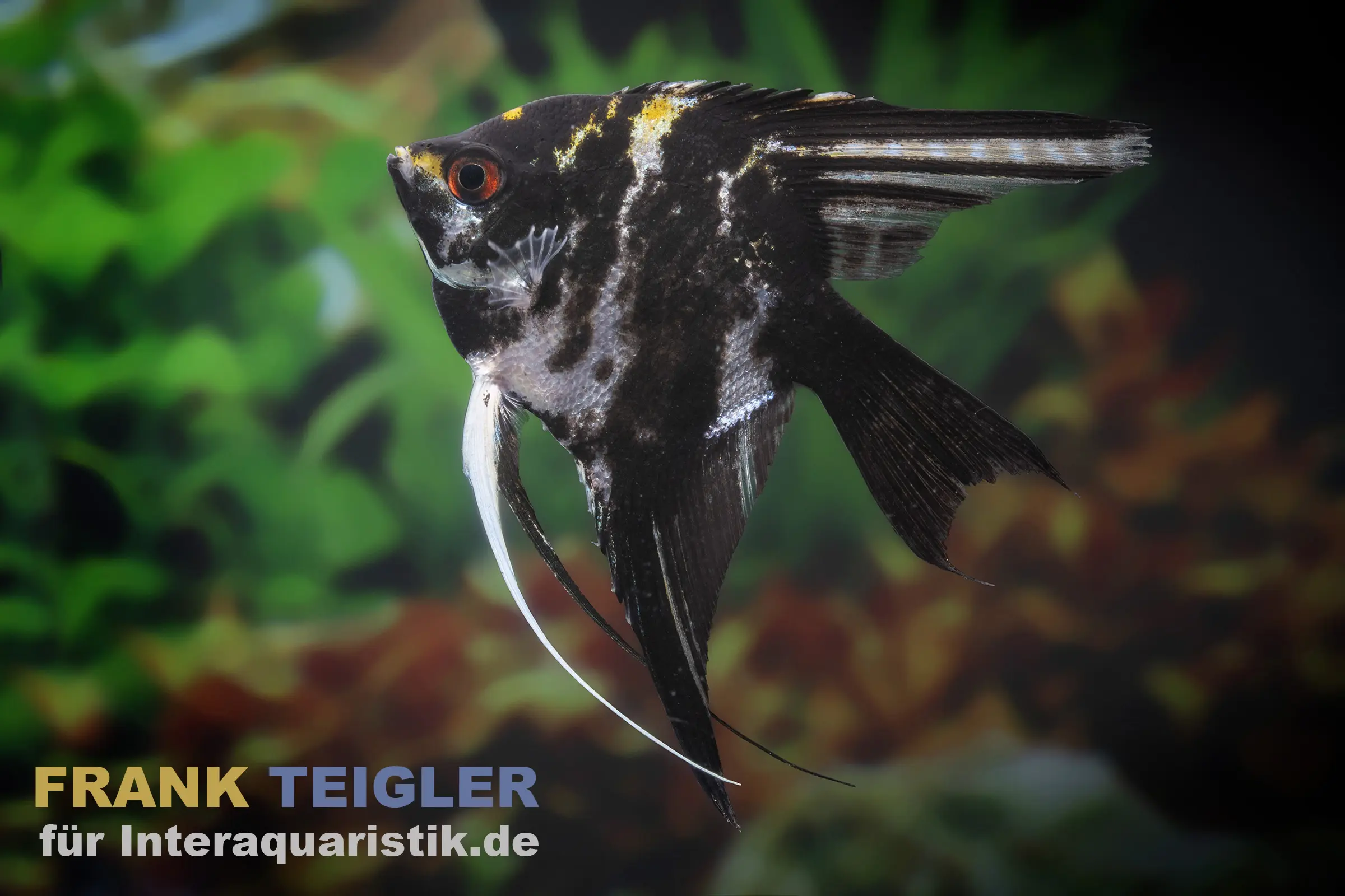 Scalaire marbré, Pterophyllum scalare, élevage allemand 4-5 cm