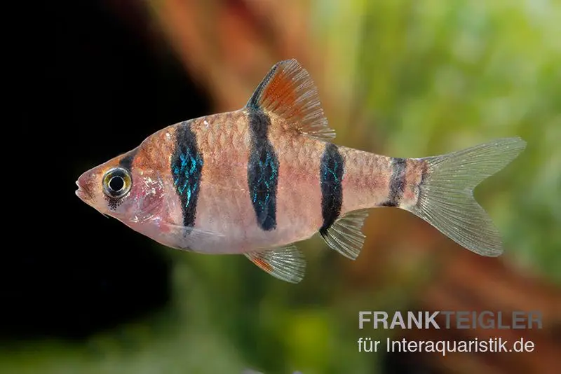 Barbus à cinq bandes, Barbus pentazona, élevage allemand