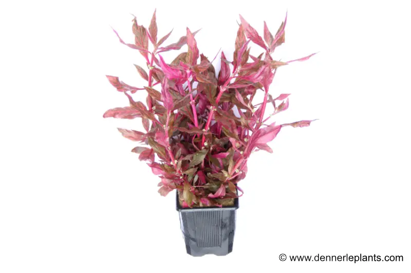 Alternanthère à nervures roses, Alternanthera reineckii « Red Ruby », plante mère XXL