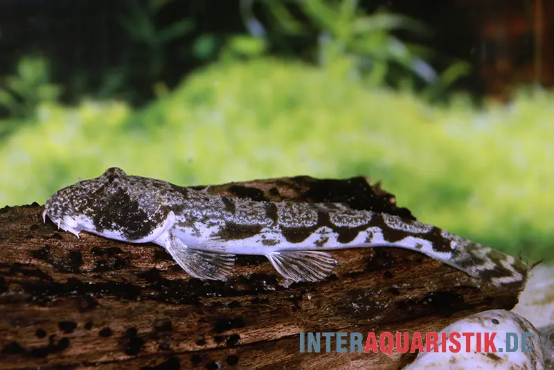 Loche à yeux de chat, Canthophrys gongota