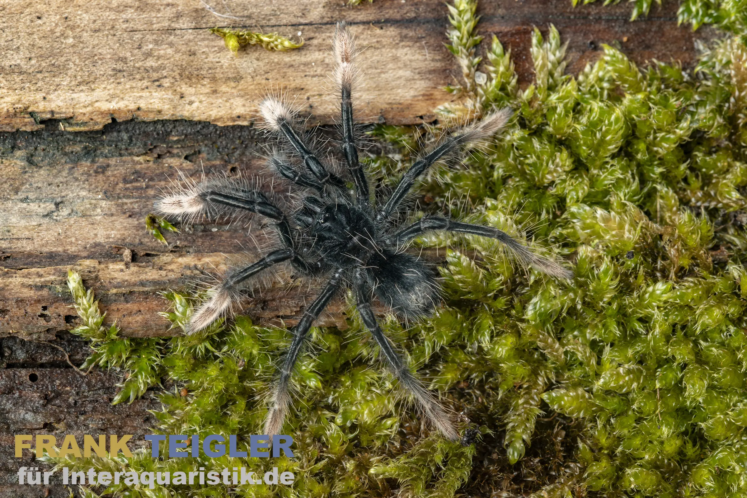 Mygale géante à pieds pâles, Theraphosa apophysis