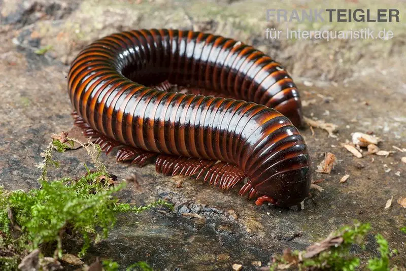 Millipède à rayures orange, Spirostreptus hamatus