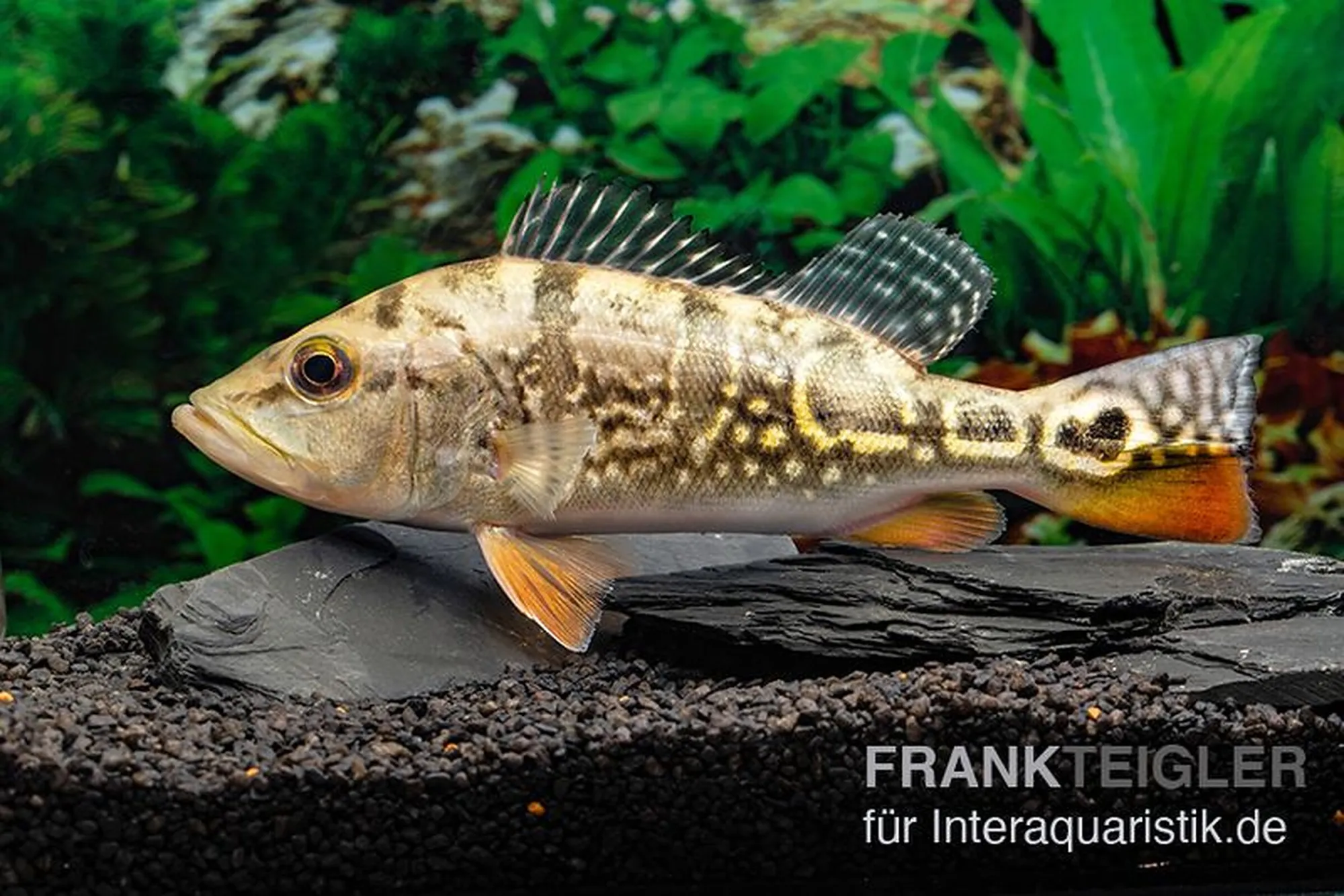 Cichlidé paon de Brokopondo, Cichla cf. ocellaris brokopondo, 6-8 cm