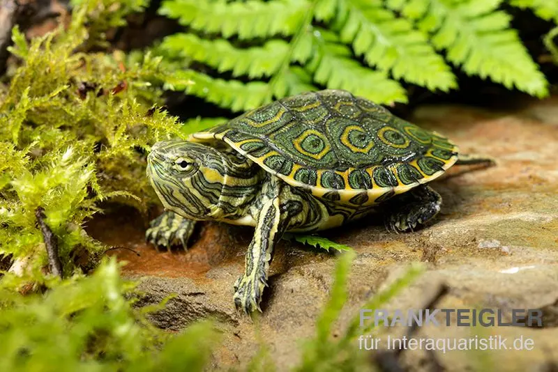 Tortue peinte des Caraïbes, Trachemys venusta