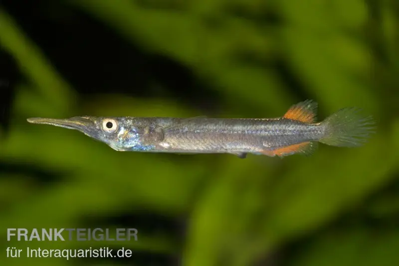 Demi-bec, Dermogenys pusillus