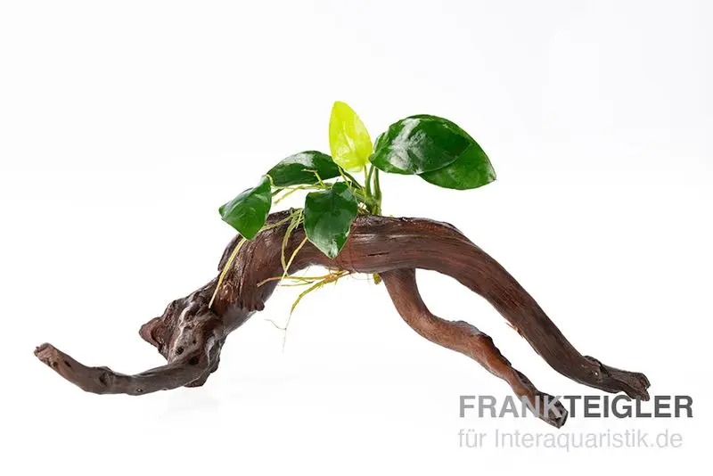 Petite anubia, Anubias barteri var. nana sur Spiderwood, env. 15 x 9 x 15 cm