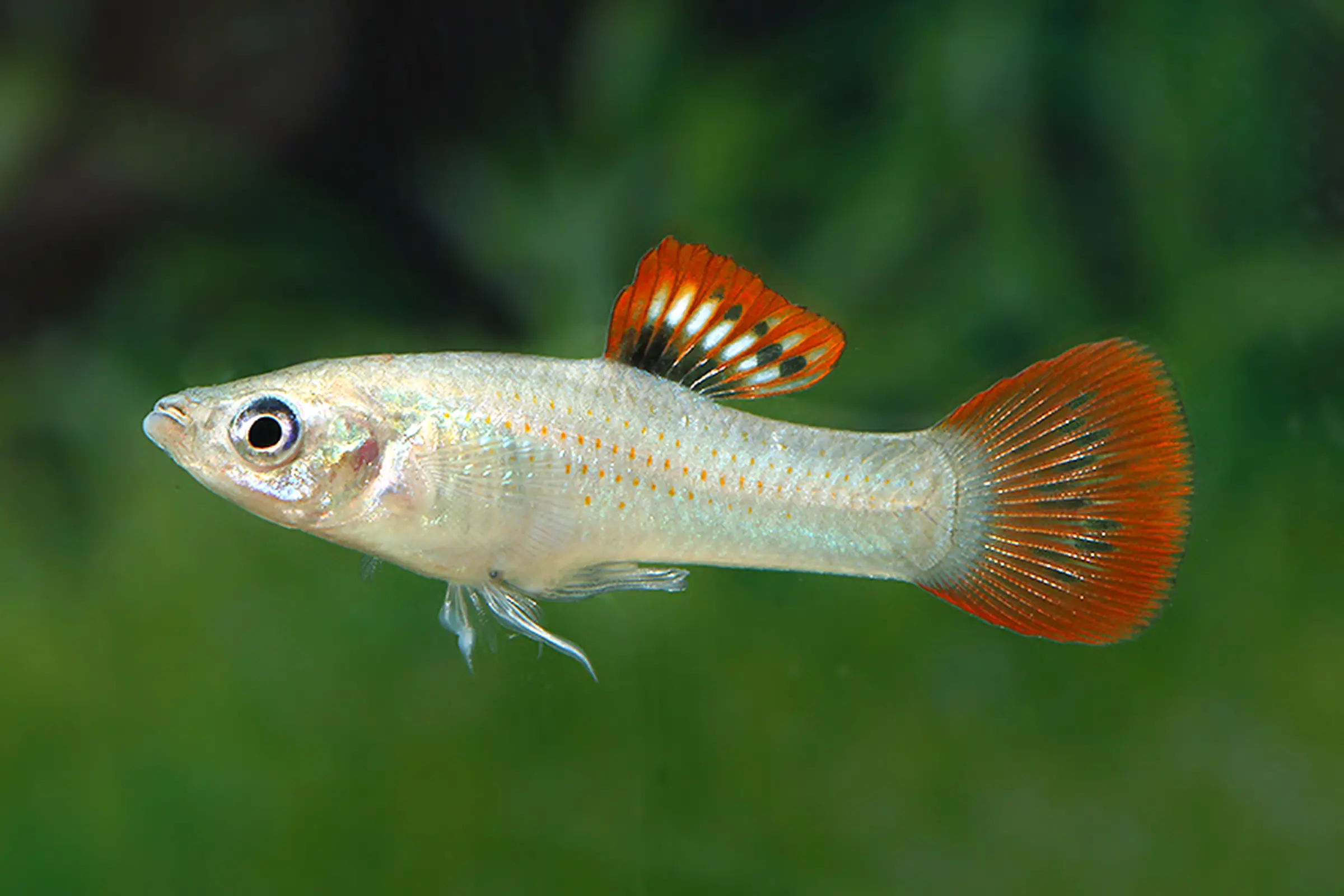 Molly du Salvador, Poecilia salvatoris