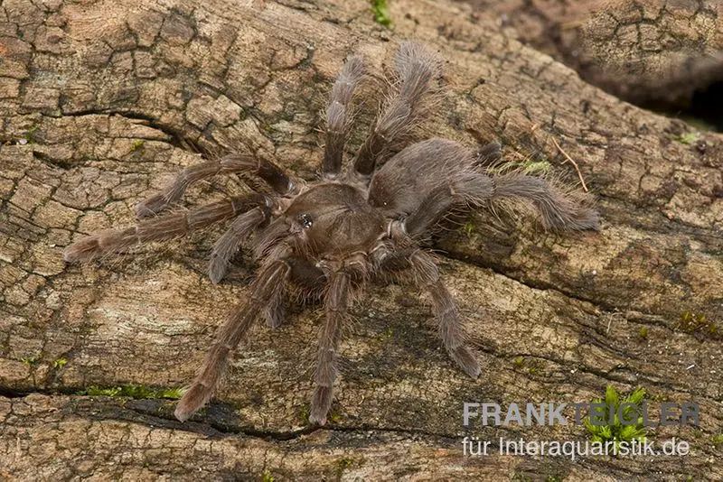 Mygale géante africaine, Hysterocrates gigas XL