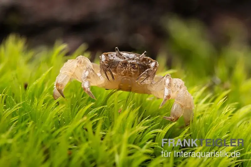 Crabe nain Ghost, Potamocypoda pugil