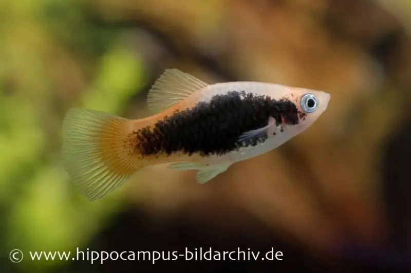 Platy Tuxedo néon, Xiphophorus maculatus