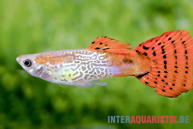 Guppy Cobra rouge, Poecilia reticulata, en couple