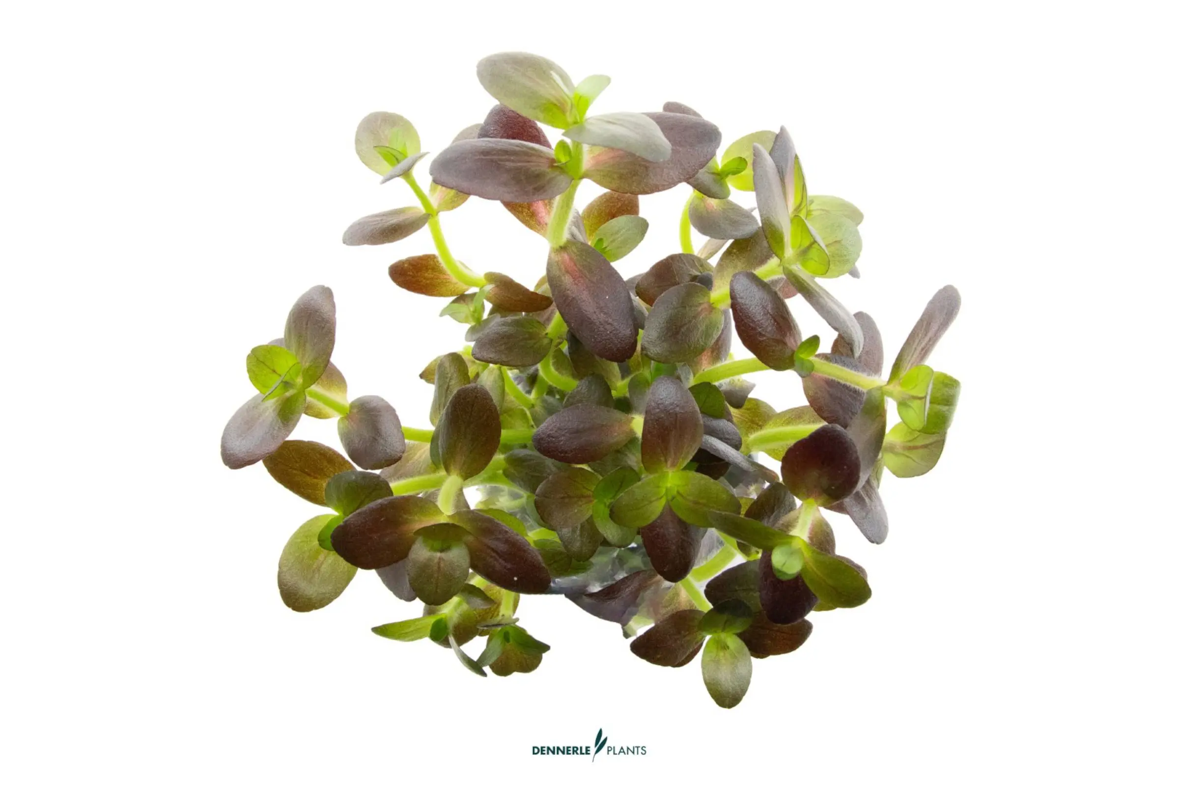 Faux bacopa violet, Bacopa salzmannii 'Purple', en pot