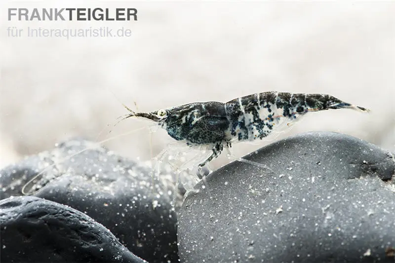 Crevette Blue Navy, Neocaridina davidi