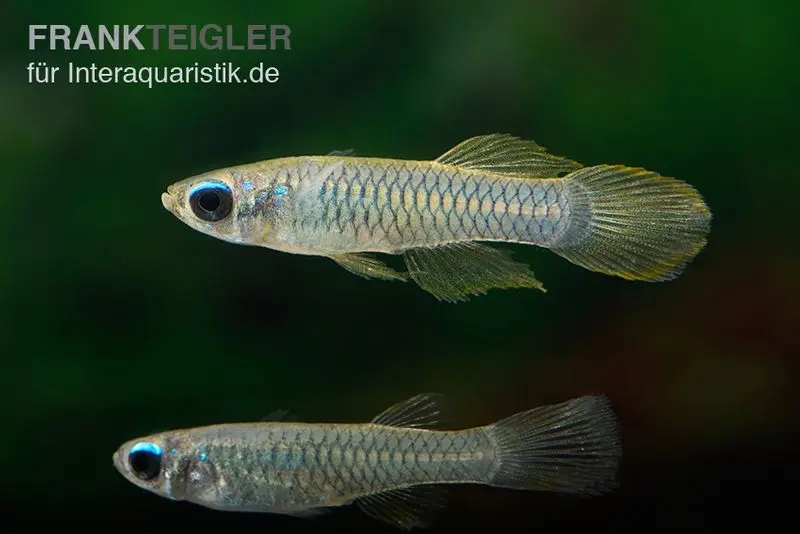 Poisson aux yeux lumineux de Norman, Aplocheilichthys normani (mini-poisson)