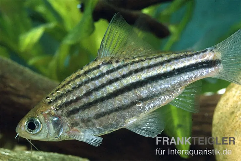 Barbus à lignes, Barbus johorensis