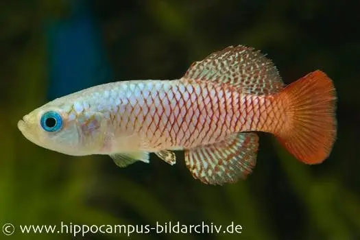Souche sur tourbe de killies Nothobranchius palmqvistii, 30 œufs