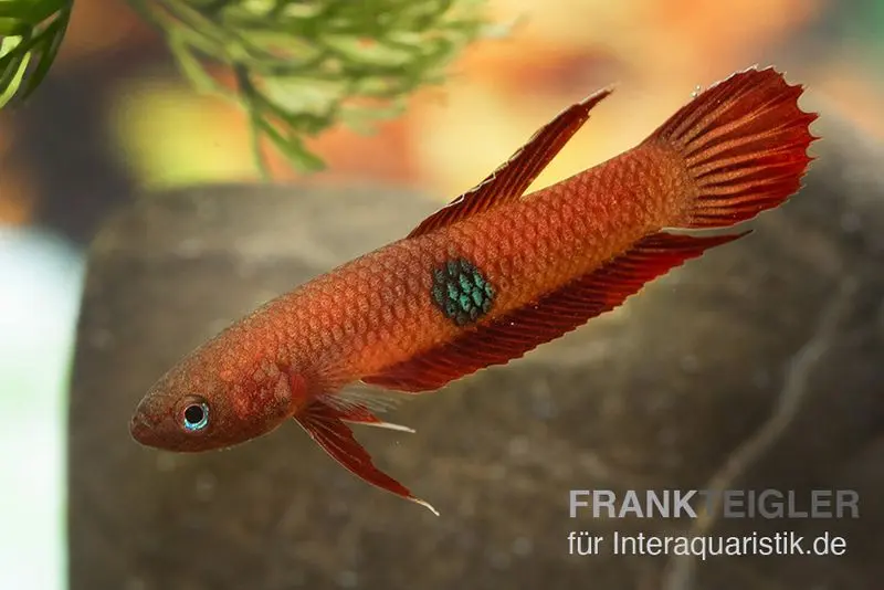 Combattant de Brown, Betta brownorum