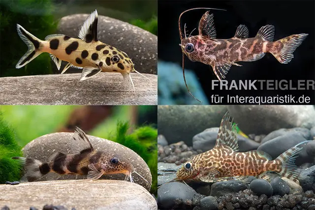 Mix de Synodontis (silures à barbillons plumeux), Synodontis sp., 4-6 cm