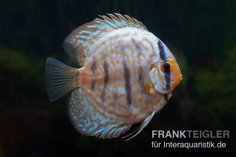 Discus élevage asiatique, Symphysodon discus Blue turquoise (Blue German)