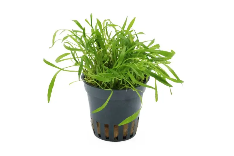 Herbe de Nouvelle-Zélande, Lilaeopsis brasiliensis, en pot