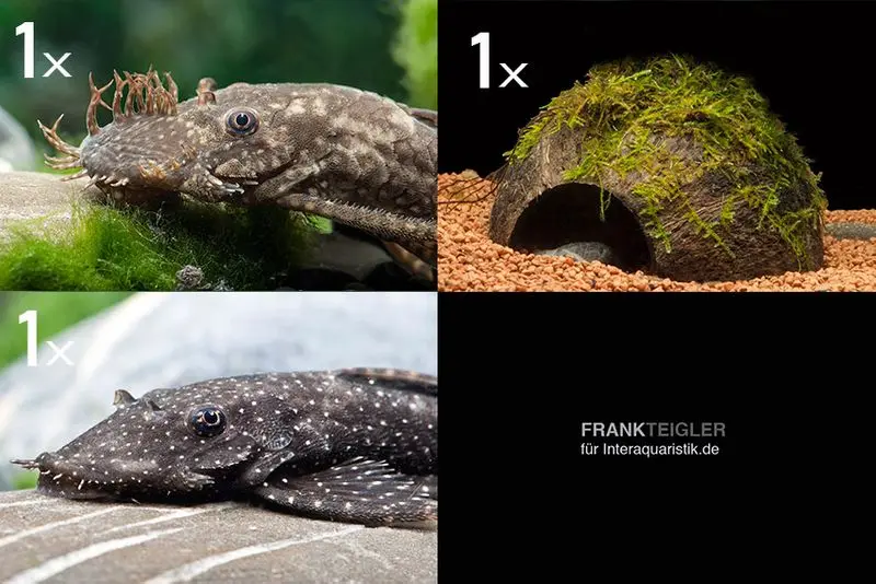 Bundle : 2x Ancistrus M (Ancistrus sp.) + grotte en noix de coco plantée